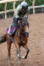 【報知杯ＦＲ】メンバー唯一のオープン勝ち馬コラルリーフは距離対応がポイント　佐藤悠調教師「ここの結果次第で…」