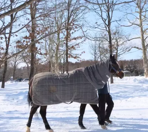 人間なら１００歳超！ディープインパクトの母はご長寿！３５歳ウインドインハーヘアの現在…性格や恋愛事情も聞いた