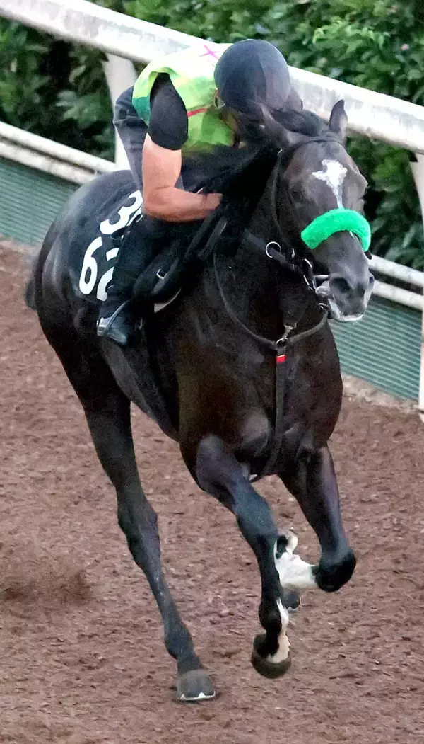 【レパードＳ・馬トク最終ジャッジ】ダートで底を見せていないメルカントゥール　あるレース傾向が死角になる？