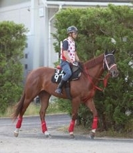 【カペラＳ】重賞３連勝中のヤマニンチェルキは芝スタートがカギ　試金石の一戦へ中村調教師「簡単な条件ではない」