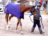 「【阪神ＪＦ・考察】関東馬のカギとなる長距離輸送　ヒズマスターピースに国枝調教師は「どっしりとして」と太鼓判」の画像1