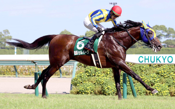 ２０２３年の中京記念を制したセルバーグが引退　今後は乗馬に