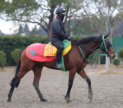 【日経新春杯・浅子の特注馬】ライラックは前走時に激走示唆の充実ぶり　父オルフェ譲りの意外性で７歳牝馬期待