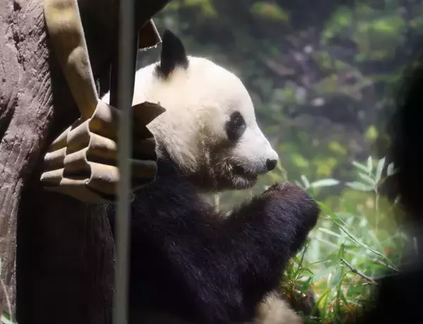 シャオシャオ、レイレイ、初めてそろってママと対面も…母・シンシンは食事タイムと勘違い