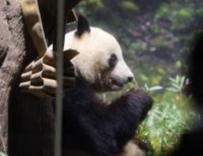 シャオシャオ、レイレイ、初めてそろってママと対面も…母・シンシンは食事タイムと勘違い