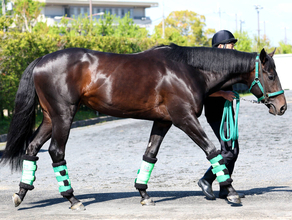 【皐月賞・金曜調整】Ｇ１馬ロブチェンは力強い脚取りで坂路を登坂　陣営も「納得のいく仕上がり」と自信