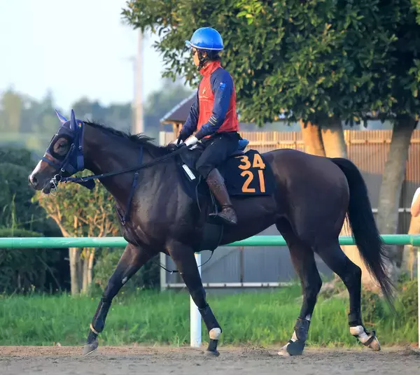 【京成杯ＡＨ】ディールメーカーは条件絶好も…　「歩様に硬さがある印象」と大和田調教師のジャッジは慎重