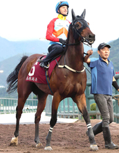香港の短距離王カーインライジングがレーティング１３５で首位守る　ロンジンワールドベストホースランキング発表
