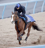 「【プロキオンＳ】解散前の小西厩舎ペイシャエスしまい重点　田辺裕信騎手「フェブラリーＳ出走のために走ってほしい」」の画像1