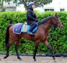 【エプソムＣ・三戸の特注馬】舞台・状態・鞍上と好条件そろう　初タイトル狙うサクラファレルは今後も追いかけたい大器