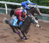「【東海Ｓ】４連勝中の上り馬ドラゴンテイラーは坂路で力強い動き　５１秒７マークに坂井瑠星騎手「悪くないと思います」」の画像1