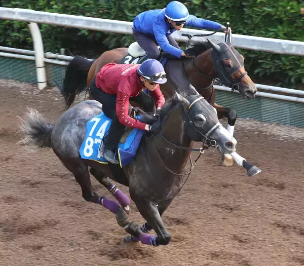 【東海Ｓ】４連勝中の上り馬ドラゴンテイラーは坂路で力強い動き　５１秒７マークに坂井瑠星騎手「悪くないと思います」