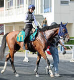「【ＰＯＧ】マカヒキ×アパパネのククイプカは札幌競馬場でゲート試験へ向け調整中　長浜鴻緒騎手「走りは素軽く背中も柔らかい」」の画像1