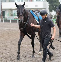 【オールカマー】有馬記念１２番人気２着コスモキュランダ　現役屈指の中山巧者が重賞２勝目へ