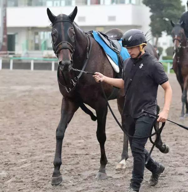 【オールカマー】有馬記念１２番人気２着コスモキュランダ　現役屈指の中山巧者が重賞２勝目へ