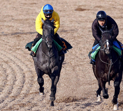 【京成杯】初コンタクトの菅原明良騎手は絶好の感触　エリプティクカーブに「やる気もあるし、いい雰囲気」