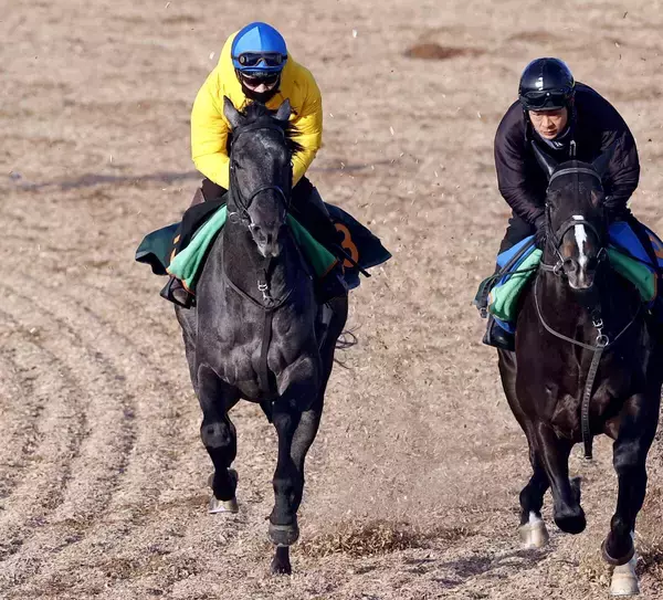 【京成杯】初コンタクトの菅原明良騎手は絶好の感触　エリプティクカーブに「やる気もあるし、いい雰囲気」