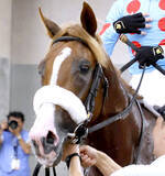 「アーモンドアイの子プロメサアルムンドの転厩先が決定　国枝調教師の定年引退に伴い田中博厩舎へ」の画像1