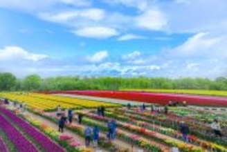 新潟県胎内市でチューリップフェスティバル４月１８日から１７日間にわたり開催