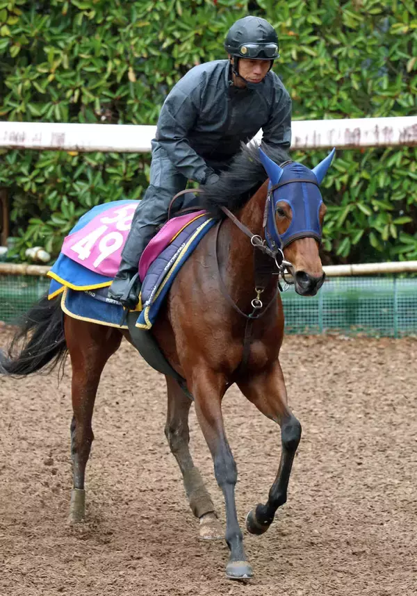 【報知杯ＦＲ】末脚魅力のテイエムスティールは展開次第で台頭　高橋一調教師「しまいは確実にきてくれる」