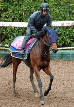 【報知杯ＦＲ】末脚魅力のテイエムスティールは展開次第で台頭　高橋一調教師「しまいは確実にきてくれる」