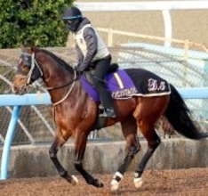 【高松宮記念】「武さんがどういう風に出るか...」と伊藤大調教師　インビンシブルパパは外目の７枠１５番