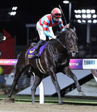 「【注目馬動向】カゼノランナーはＧ１級競走連勝かかる帝王賞へ参戦決定　ヤマニンブークリエは新潟大賞典」の画像1