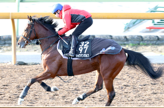 【ホープフルＳ】力強い動きのショウナンガルフは前走から馬体が大幅増　須貝調教師「全体的にしっかりしてきた」