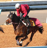 「【スプリングＳ・データ埋蔵金】過去１０年の馬券対象３０頭中２８頭が前走４着以内　６年連続で９文字馬名が連対中！」の画像1