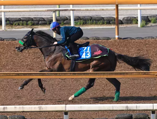 【クイーンエリザベス２世Ｃ】「ここまでは１００点満点」杉山晴調教師も手応え　初海外へ挑むジョバンニが万全追い切り