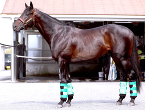 【ダービー馬体診断・まとめ】松山康久元調教師のベスト３は？　１位は文句なし１０点満点のあの馬