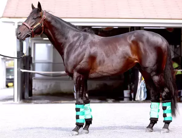【ダービー馬体診断・まとめ】松山康久元調教師のベスト３は？　１位は文句なし１０点満点のあの馬