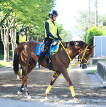 【東海Ｓ】悲願の重賞初制覇へバトルクライの高木調教師「相性の良い原騎手で頑張ってくれれば」