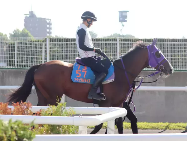 【エルムＳ】復活を目指す２冠馬ナチュラルライズは併せ馬で先着も…　横山武史騎手は慎重「きつい戦いになる」