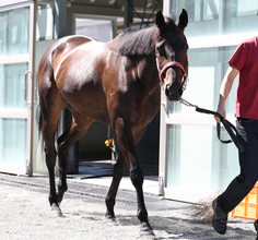 【中京記念】牡馬相手でもラヴァンダはひるまない　中村調教師「夏の暑さにも耐えてくれています」坂路で美しい加速ラップ
