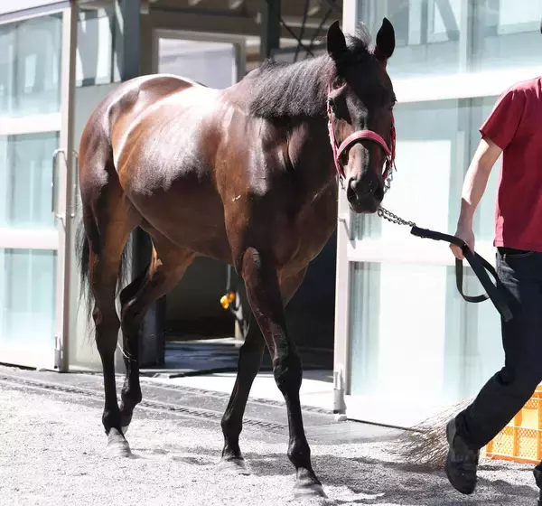 【中京記念】牡馬相手でもラヴァンダはひるまない　中村調教師「夏の暑さにも耐えてくれています」坂路で美しい加速ラップ
