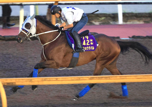 【注目馬動向】武豊騎手と挑む凱旋門賞に向けてメイショウタバルが帰厩後の初時計　石橋調教師「遅い時計でもしっかり抑えが利いた」