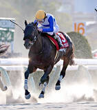 「【注目馬動向】プロキオンＳで重賞初ＶのロードクロンヌはフェブラリーＳ参戦を正式表明　僚馬ソルパッサーレはチューリップ賞」の画像1