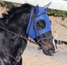 ２３年京都ハイジャンプの覇者ダイシンクローバーが競走馬登録抹消　ＪＲＡが発表