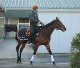 「日曜中山競馬場の注目激走馬…中山１１Ｒスプリングステークス・Ｇ２」の画像1
