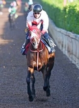 【青葉賞】ＧＬＡＹのＴＥＲＵが名付け親のテルヒコウは坂路を楽走で好気配　矢作調教師「良くはなっている」