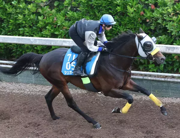 【新潟大賞典・枠順確定】キタサンブラックの半弟シュガークンは武豊騎手と大外枠に　ルメール騎手のドゥラドーレスは４枠６番に決定