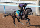 「【ＰＯＧ】ダービー２着馬と同厩舎＆同馬主のフィリオソラーレがルメール騎手で開幕初日デビュー　陣営「走ることに真面目」」の画像1