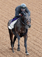 【オールカマー・山下の特注馬】去年とは違う！コスモキュランダが復権へ　１週前追い切りが抜群の動き