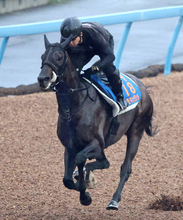 【オールカマー】現役屈指の“中山巧者”コスモキュランダが昨年８着の雪辱へ　加藤士津八調教師「問題なく順調です」