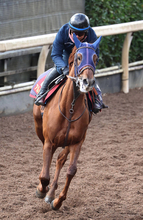 【阪神ＪＦ】「いい」陣営も太鼓判！　栗東滞在で気配上々　新馬以来の阪神でアルバンヌが初タイトル狙う