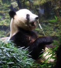 同じ竹なのに…パンダが偏食家になるワケは上野動物園にもわからなかった