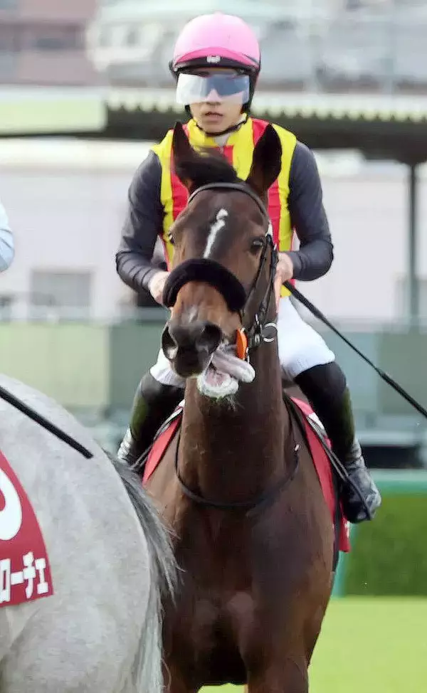 【桜花賞】報知杯ＦＲ２着のサンアントワーヌは１枠２番　過去５０年勝ち馬なしも陣営「偶数枠はいいんじゃないか」