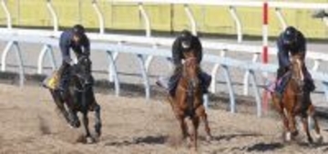 【シルクロードＳ・１週前】重賞初挑戦のウインアイオライトは調整順調　矢嶋調教師「態勢は整ってきました」