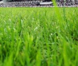 【京都競馬・１５日の馬場】１４日の芝は外がよく伸びていた印象。特に外回りは差し馬が有利　ダートは差し馬も健闘